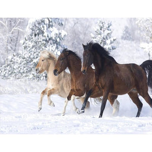 Horses On Snow - Canvastly DIY Paint By Numbers - 